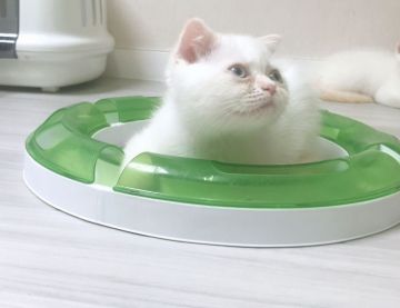 マンチカン(長足)【福岡県・男の子・2019年3月25日・クリームポイント&ホワイト（ショート）】の写真「✨ぶちゃかわな男の子です☺️」