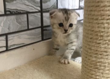 マンチカン(長足)【福岡県・女の子・2020年12月27日・シルバーパッチドタビー】の写真「✨おでこのタビー柄が可愛い女の子です😊」