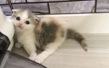 マンチカン(短足)【福岡県・女の子・2019年8月13日・ダイリュートキャリコ（ショート）】の写真「⭐️トータルバランス完璧な女の子です⭐️」