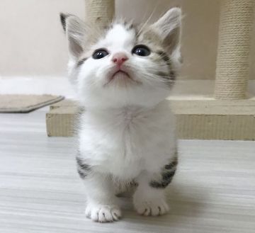 マンチカン(短足)【福岡県・男の子・2019年2月2日・ブラウンタビー&ホワイト（ショート）】の写真「✨綺麗なタビー柄の男の子😊」
