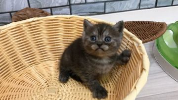 マンチカン(長足)【福岡県・男の子・2020年11月2日・シルバータビー（ショート）】の写真「✨ヒゲの模様が可愛い男の子です😊」