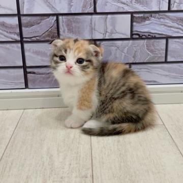 マンチカン(短足)【福岡県・女の子・2022年11月4日・キャリコ（ショート）】の写真「✨ずんぐりむっくりしたまん丸顔の女の子です😊」