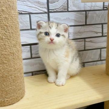 マンチカン(長足)【福岡県・女の子・2022年5月30日・シルバータビー&ホワイトバン（ショート）】の写真「✨まる顔でハチワレカラーが可愛い女の子です😊」