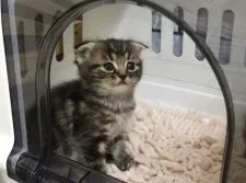 マンチカン(長足)【福岡県・男の子・2020年2月2日・ブラウンクラシックタビー】の写真1