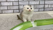 みんなの猫図鑑 - マンチカン