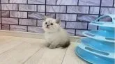 マンチカン(短足)【福岡県・男の子・2023年2月25日・】の写真2