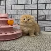 マンチカン(短足)【福岡県・男の子・2025年9月29日・レッドタビー】の写真3