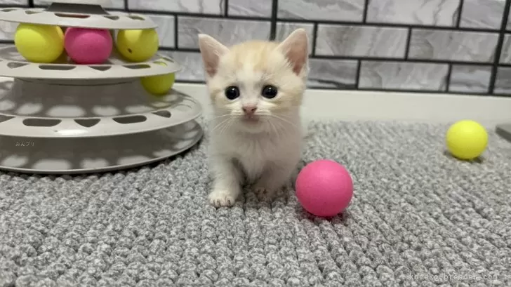 マンチカン(短足)【福岡県・男の子・2025年8月18日・クリーム