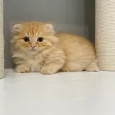 マンチカン(短足)【福岡県・男の子・2025年9月29日・レッドタビー】の写真2