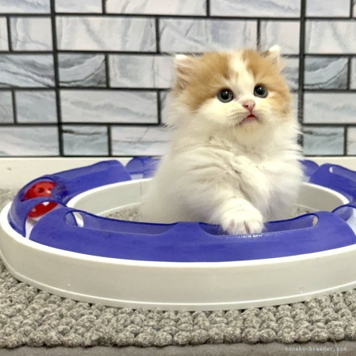 ブリーダー画像