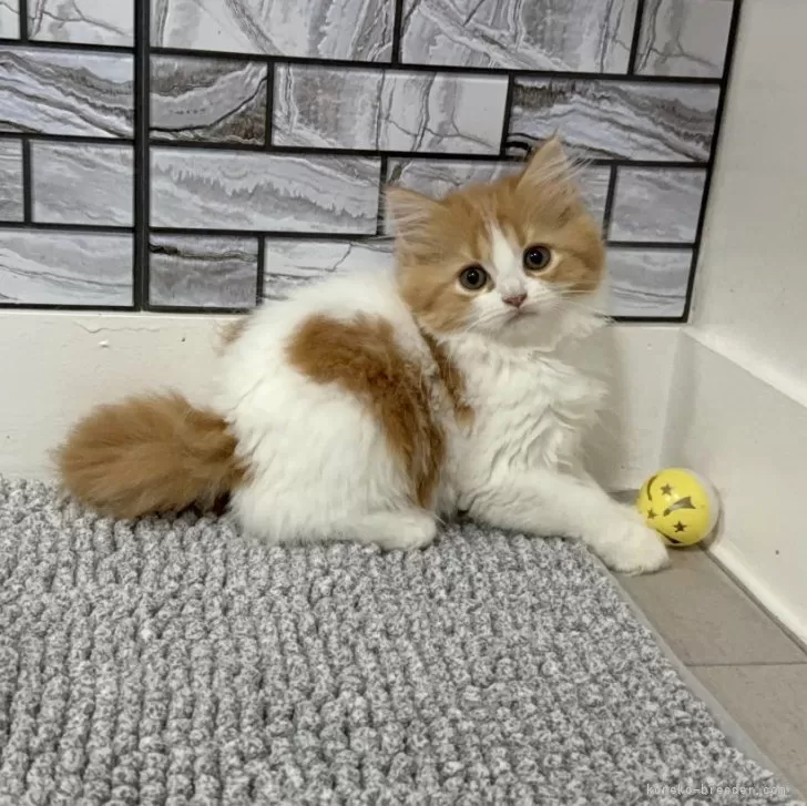 R.M 様のお迎えした子猫