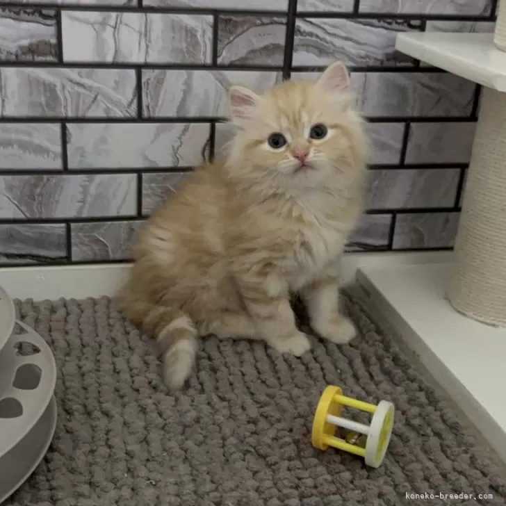 ID：2505-01184の子猫