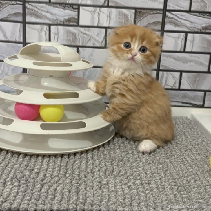 ブリーダー画像