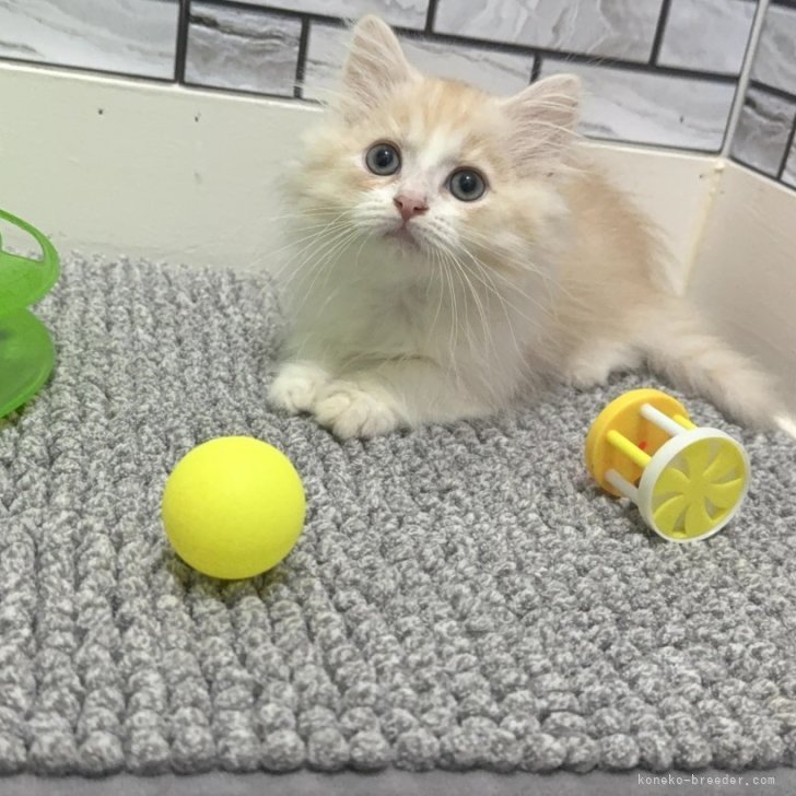 ブリーダー画像