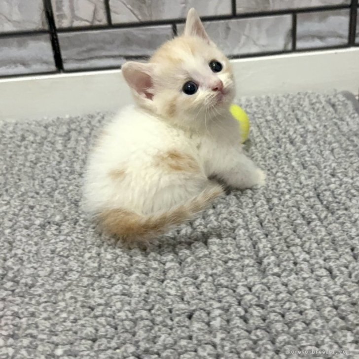 ブリーダー画像