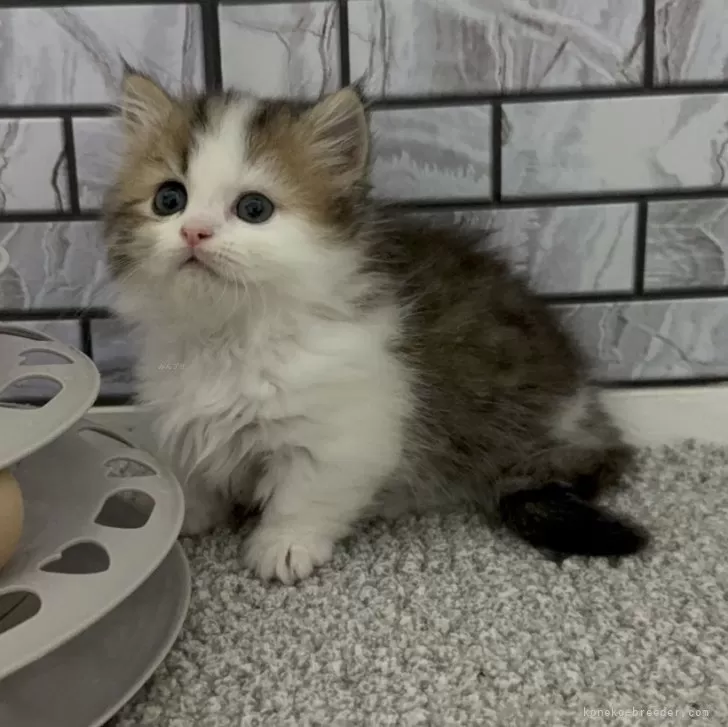 ID：2505-00672の子猫