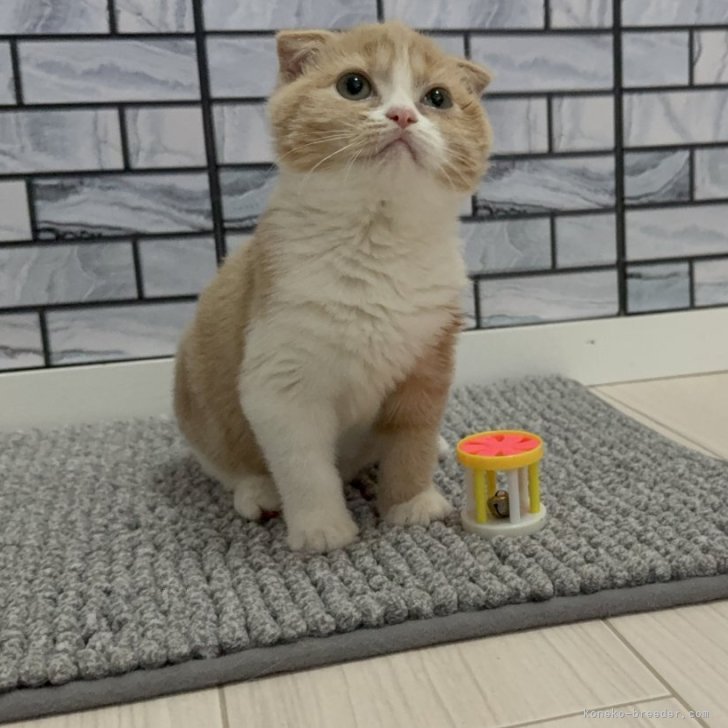 ブリーダー画像
