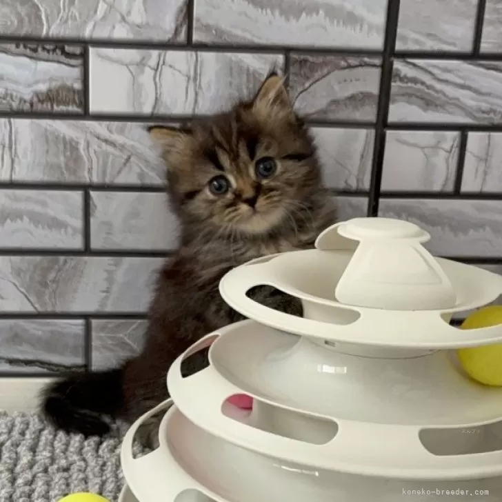 マンチカン(長足)【福岡県・男の子・2025年10月23日・ブラウンタビー】の写真1