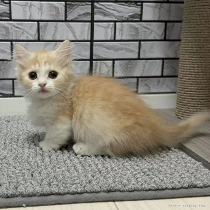 マンチカン(短足)【福岡県・男の子・2025年8月18日・レッド&amp;ホワイト】の写真1