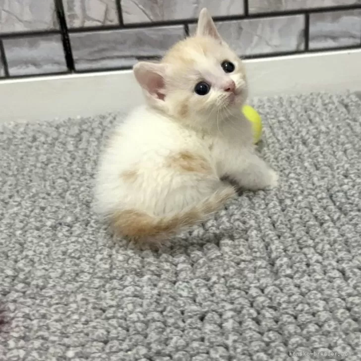 マンチカン(短足)【福岡県・男の子・2025年8月18日・クリーム&amp;ホワイト】の写真1