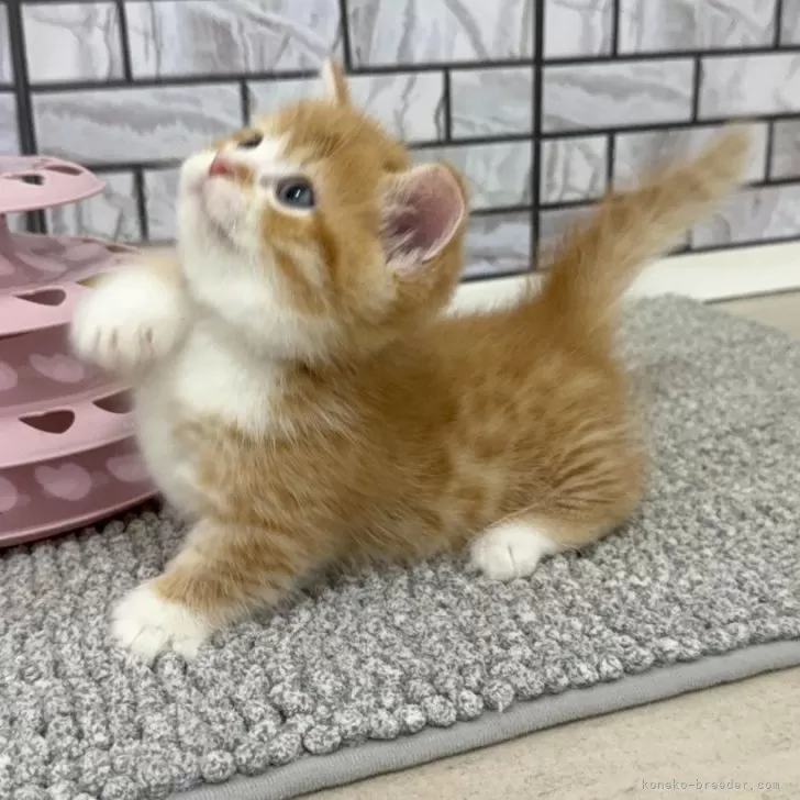 ID：2509-02113の子猫