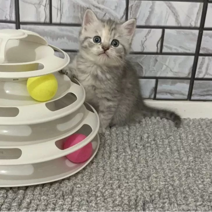 ID：2603-01954の子猫