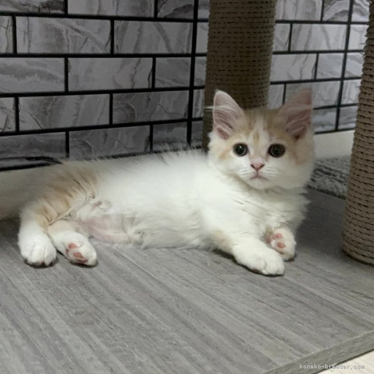 ブリーダー画像