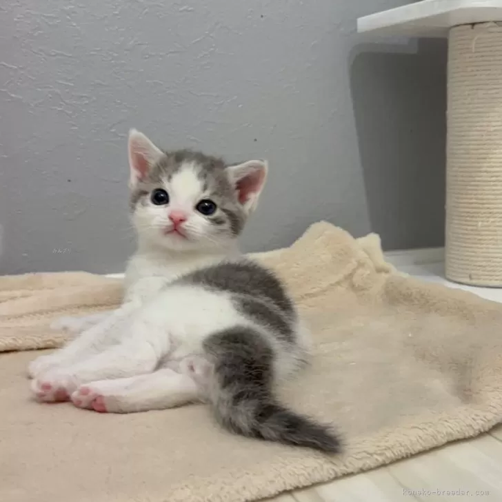 ID：2503-01629の子猫