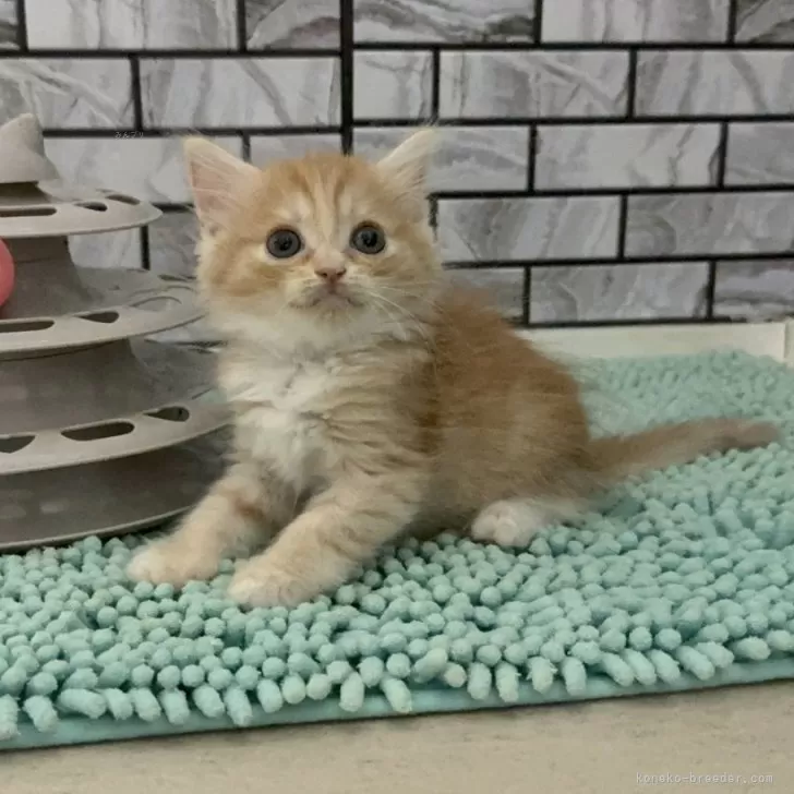ID：2507-02227の子猫