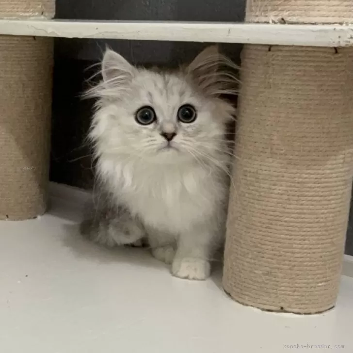 ミヌエット(長足)【福岡県・女の子・2025年8月3日・シェーデットシルバー】の写真1