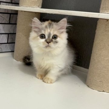 マンチカン(短足)【福岡県・女の子・2025年8月7日・キャリコ（セミロング（短め））】の写真「✨時計の3時模様が可愛い女の子です😊」