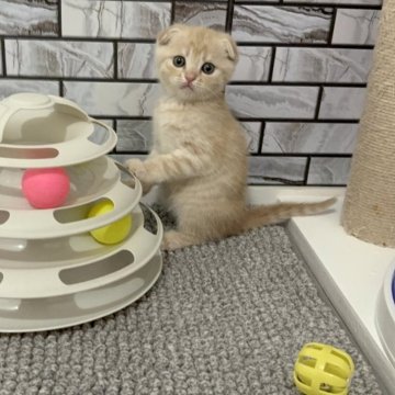 マンチカン(長足)【福岡県・女の子・2025年10月27日・クリーム（ショート）】の写真「✨まん丸お顔の耳折れちゃんの女の子です😊」