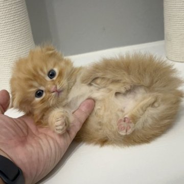 マンチカン(短足)【福岡県・男の子・2025年9月29日・レッドタビー（セミロング（短め））】の写真「✨アイラインがとっても可愛い男の子です😊」