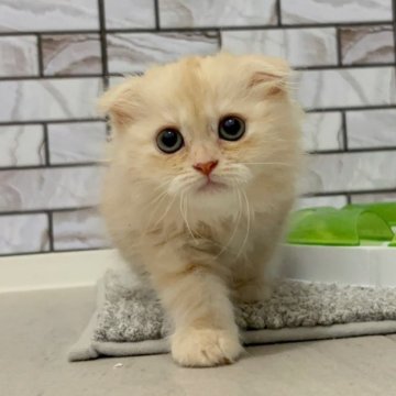 マンチカン(長足)【福岡県・女の子・2025年4月22日・クリームタビー（セミロング（短め））】の写真「✨少しタレ目で優しいお顔立ちの女の子です😊」