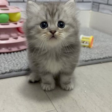 ミヌエット(長足)【福岡県・男の子・2025年9月29日・ブルーホワイト（セミロング）】の写真「✨まん丸お顔の可愛い男の子です😊」