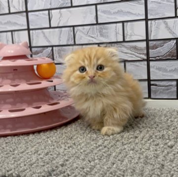 マンチカン(短足)【福岡県・男の子・2025年9月29日・レッドタビー（セミロング（短め））】の写真「✨まんまるしたお顔にクリクリお目目の男の子です😊」