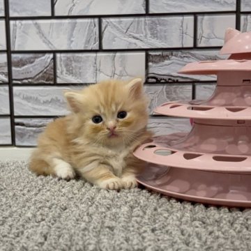 マンチカン(短足)【福岡県・男の子・2025年9月29日・レッドタビー&ホワイト（セミロング（短め））】の写真「✨人懐っこくてモフモフの毛並みの男の子です😊」