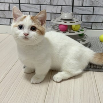 マンチカン(短足)【福岡県・男の子・2025年7月23日・レッド&ホワイト（ショート）】の写真「✨オッドアイの貴重な女の子です😊難聴検査済✨」