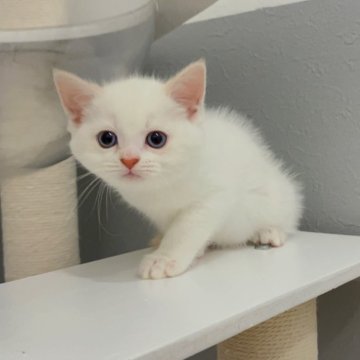 マンチカン(長足)【福岡県・男の子・2025年6月21日・シールポイント（ショート）】の写真「✨まるいお顔でくりくりお目目が可愛い男の子です😊」