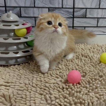 マンチカン(短足)【福岡県・女の子・2025年4月26日・レッドタビー&ホワイト（セミロング（短め））】の写真「✨まん丸お顔の手足真っ白な可愛い女の子です😊」