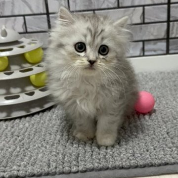 ミヌエット(長足)【福岡県・男の子・2025年8月3日・シェーデットシルバー（セミロング）】の写真「✨まん丸お目目の可愛いの男の子です😊」