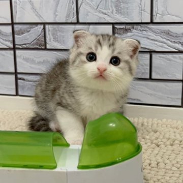 マンチカン(長足)【福岡県・男の子・2025年10月13日・シルバータビー&ホワイト（ショート）】の写真「✨ハチワレカラーで綺麗な顔立ちの男の子です😊」