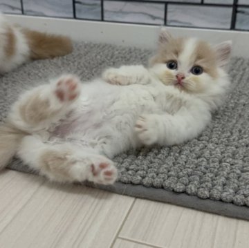 マンチカン(短足)【福岡県・男の子・2025年9月5日・クリーム&ホワイト（セミロング）】の写真「✨おっちょこちょいでクリクリおめめの男の子です😊」