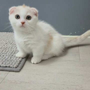 マンチカン(短足)【福岡県・女の子・2025年8月12日・クリームタビー&ホワイト（ショート）】の写真「✨淡いカラーでお目目がクリクリの女の子です😊」