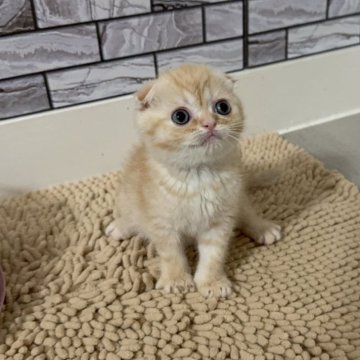 マンチカン(長足)【福岡県・男の子・2025年4月13日・レッドタビー (薄め)（ショート）】の写真「✨まん丸お顔のぶちゃかわ系の男の子です😊」