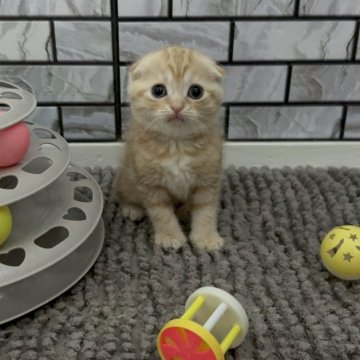 マンチカン(長足)【福岡県・女の子・2025年5月5日・レッドマッカレルタビー（ショート）】の写真「✨まん丸お顔の綺麗なタビー柄の女の子です😊」