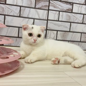 マンチカン(短足)【福岡県・男の子・2025年4月12日・シルバーポイント（ショート）】の写真「✨小柄で人懐っこいてとっても可愛い男の子です😊」