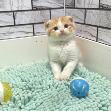 マンチカン(長足)【福岡県・男の子・2025年8月10日・レッドタビー&ホワイト（ショート）】の写真「✨まん丸お顔のハチワレカラーの可愛い男の子です😊」