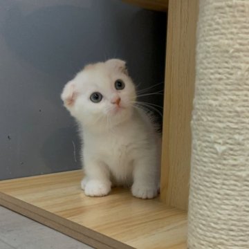 マンチカン(短足)【福岡県・女の子・2025年8月12日・クリームタビー&ホワイト（ショート）】の写真「✨淡いカラーでお目目がクリクリの女の子です😊」