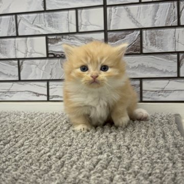 マンチカン(短足)【福岡県・女の子・2025年9月29日・レッドタビー&ホワイト（セミロング（短め））】の写真「✨モフモフの毛並みで大きなお目目の女の子です😊」